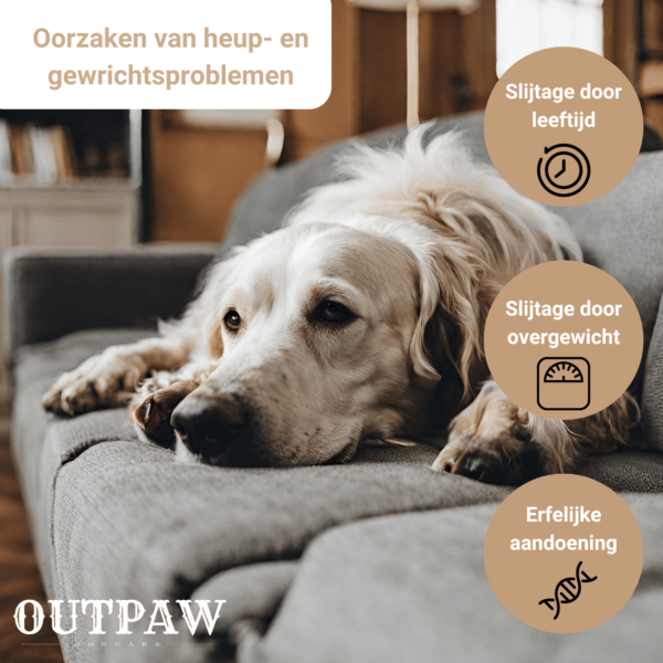 Outpaw Dogcare | Oorzaken gewrichtsproblemen bij honden Outpaw Dogcare | Oorzaken gewrichtsproblemen bij honden