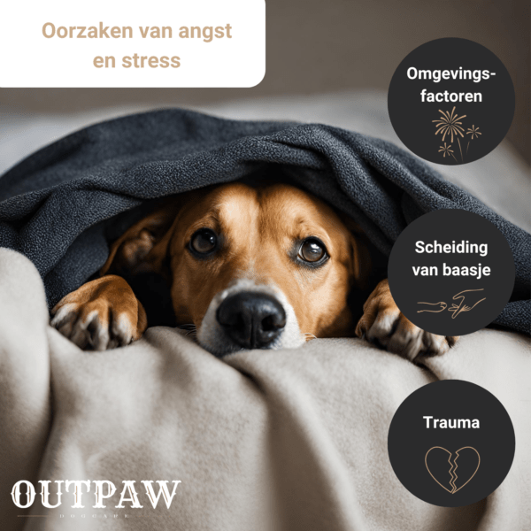 Outpaw Dogcare | Oorzaken van angst en stress bij honden Outpaw Dogcare | Oorzaken van angst en stress bij honden