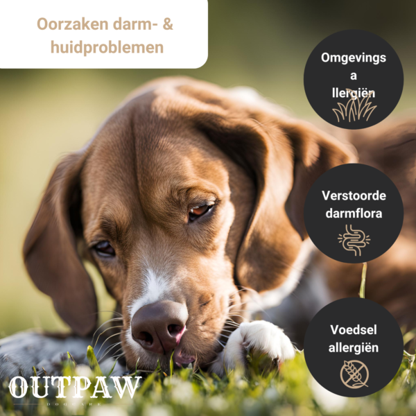 Outpaw Dogcare | Chew & Cherish | Probiotica Anti-Jeuk Immuunsupport voor Honden Outpaw Dogcare | Chew & Cherish | Probiotica Anti-Jeuk Immuunsupport voor Honden