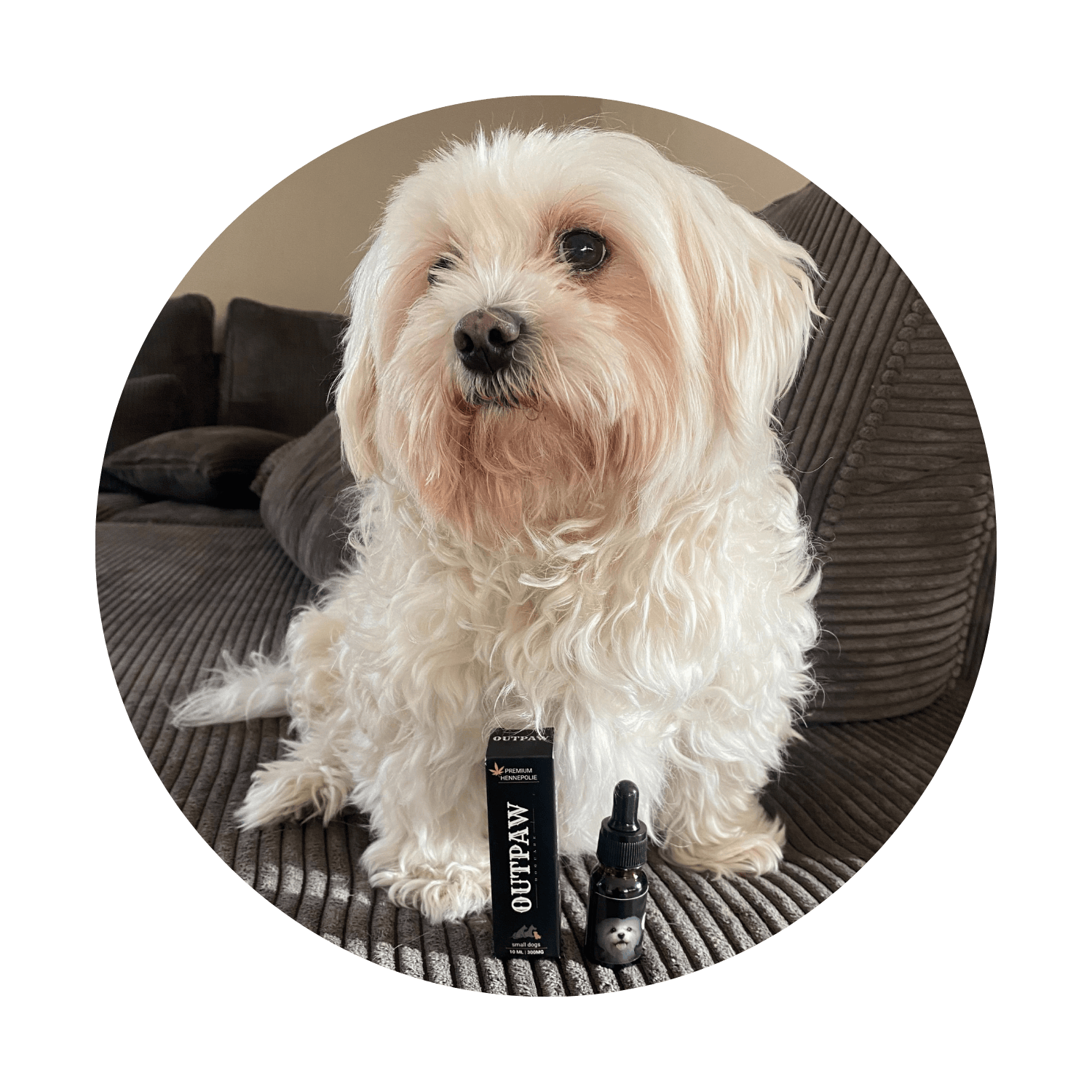 Home | Outpaw Dogcare Charly