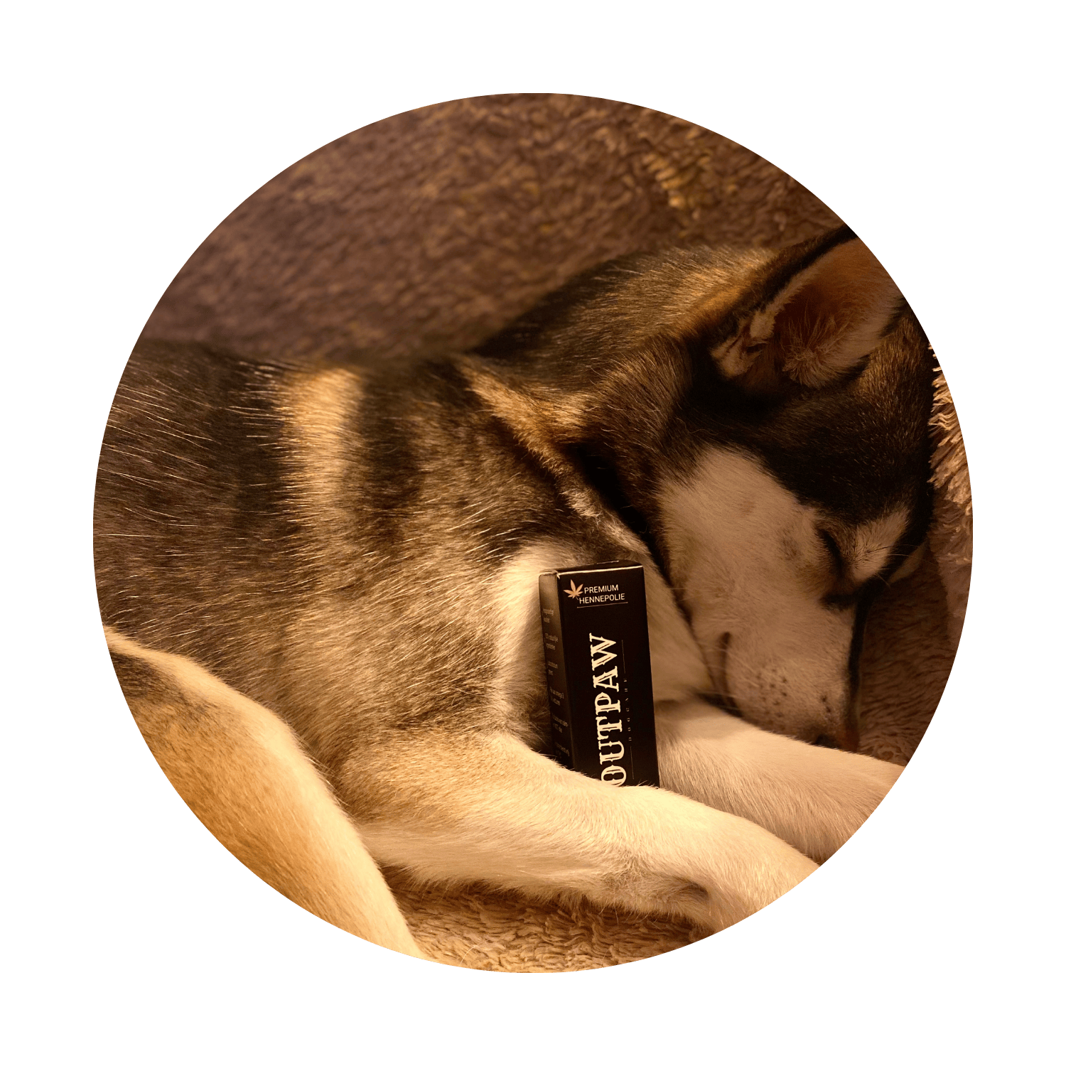 Home | Outpaw Dogcare Gigi