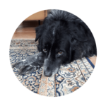 Mensen praten | Outpaw Dogcare Outpaw Dogcare | CBD olie voor honden