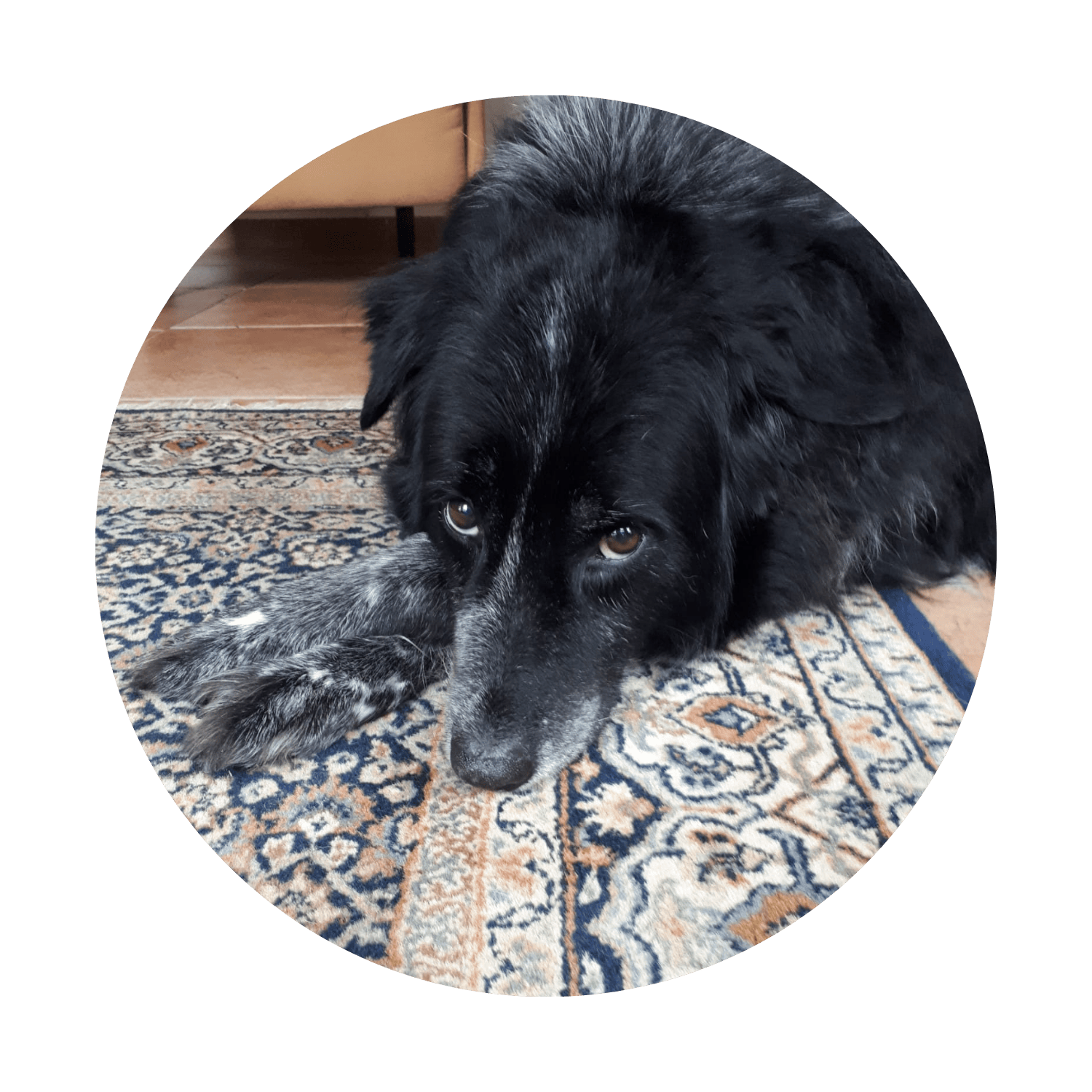 Home | Outpaw Dogcare Saar