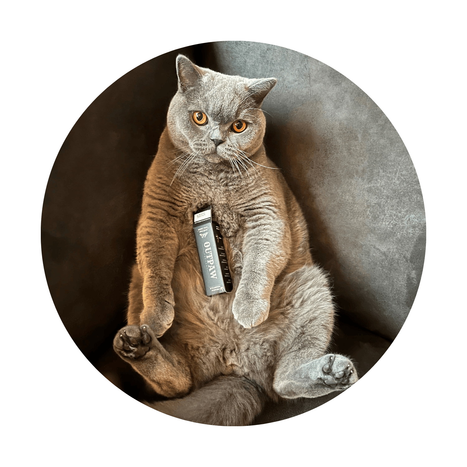 Home | Outpaw Dogcare Bobby